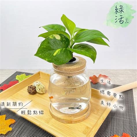 廁所種植物風水|【廁所植物必學】6款常見植物，讓你打造綠意盎然的。